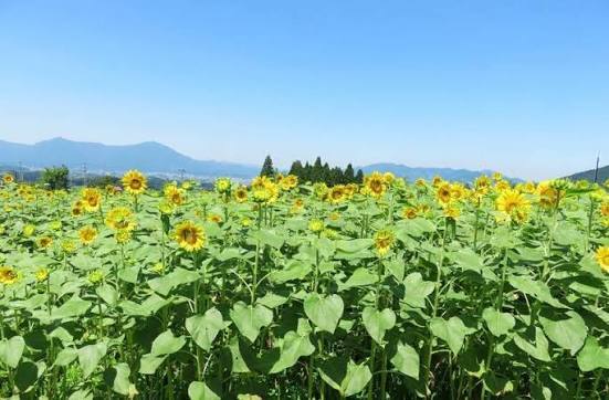 旅行プランのサムネイル